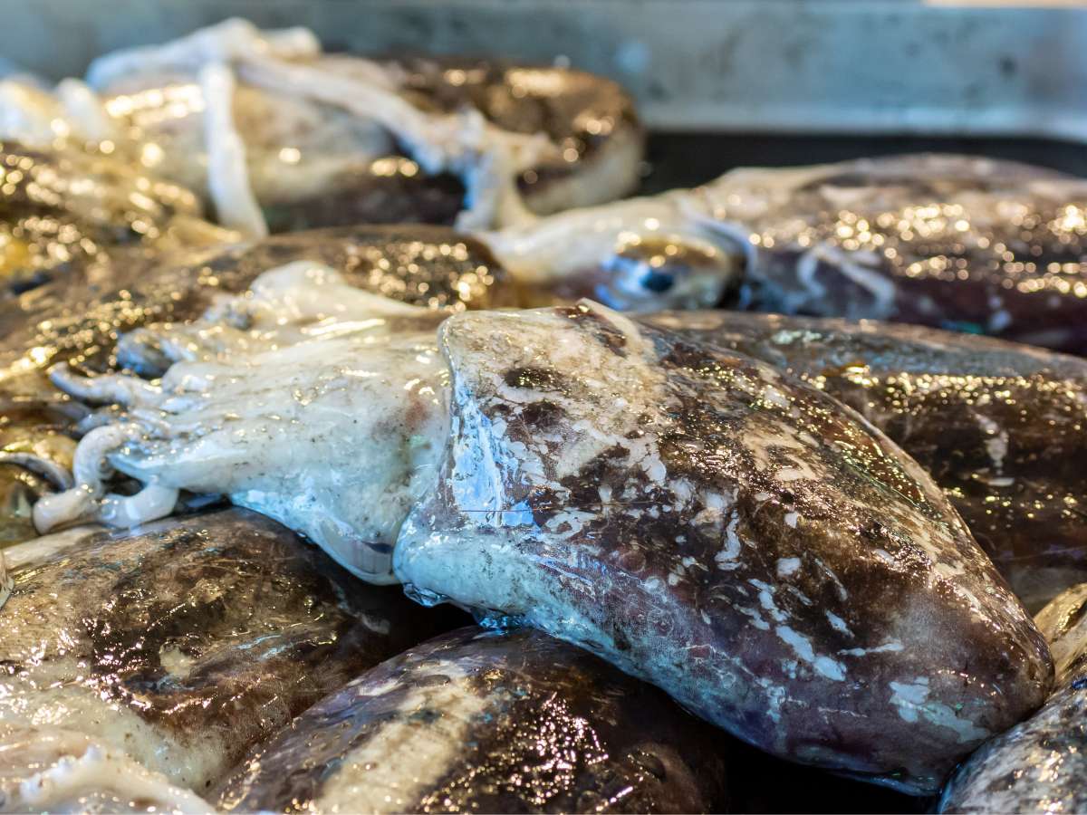 Fai la tua spesa online di qualità su Vivery direttamente dai piccoli negozi di Milano e ricevi in giornata Seppie fresche dell'Adriatico. Vivery è la tua pescheria online di qualità, dove trovi il miglior pesce come trancio di salmone, trancio di tonno, orata, branzino, triglia e tanto altro. Scopri su Vivery il nostro panificio online. Consegna in giornata e al piano in tutta Milano!
