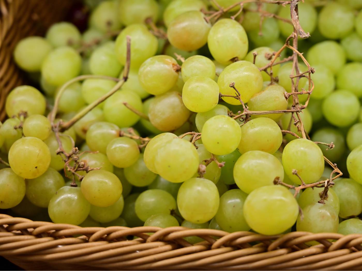Fai la tua spesa online di qualità su Vivery direttamente dai piccoli negozi di Milano e ricevi in giornata Uva Vittoria. Vivery è il tuo fruttivendolo online di qualità, dove trovi la migliore frutta come arance, clementine, mandarini, castagne, uva e tanto altro. Scopri su Vivery la nostra frutta e verdura online. Consegna in giornata e al piano in tutta Milano!